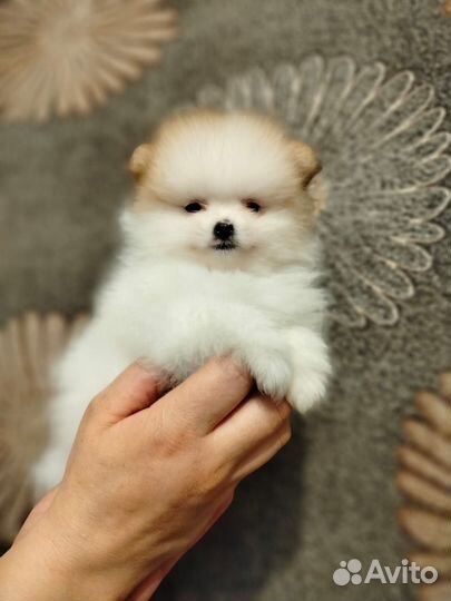 Щеночки шпиц