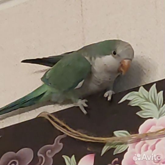 Попугай монах/квакер с большой клеткой, лампой итд