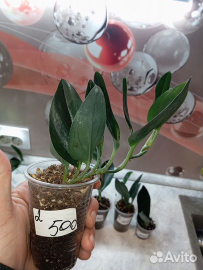 Сциндапсус дарк форм