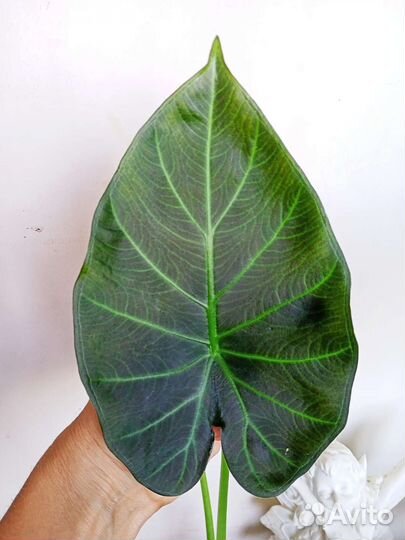 Алоказия Регал Шилдс, Макрориза Black stem