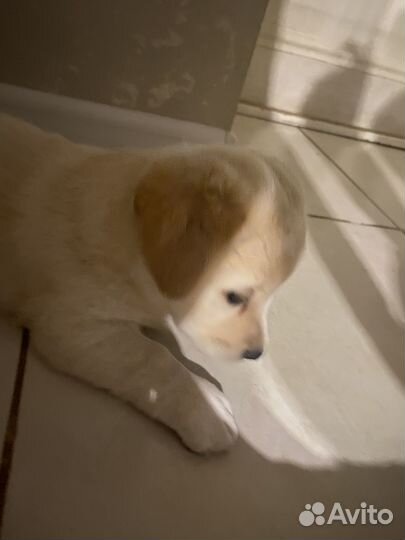 Щенок в добрые руки бесплатно маленькая порода