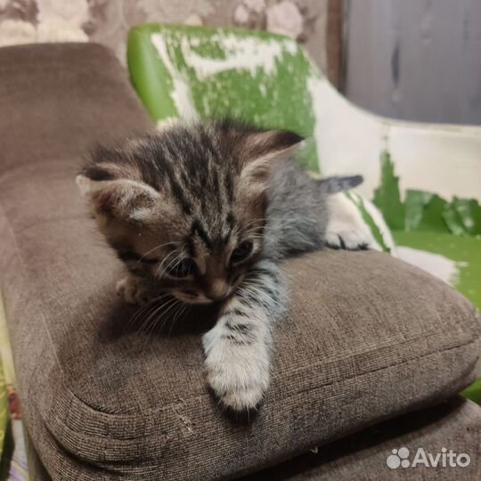 Котята