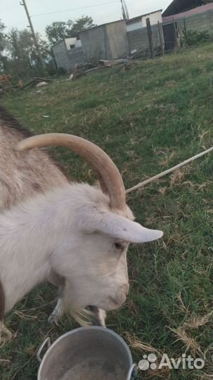 Коза дойная