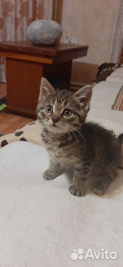 Очаровательная кошечка
