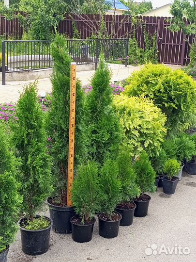 Туи и можжевельники