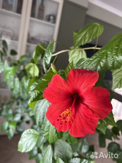 Гибискус, китайская роза