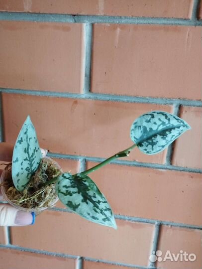 Сциндапсус Silver lady