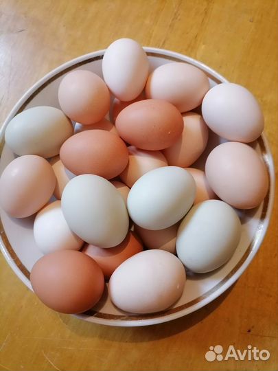 Инкубационные куриные яйца