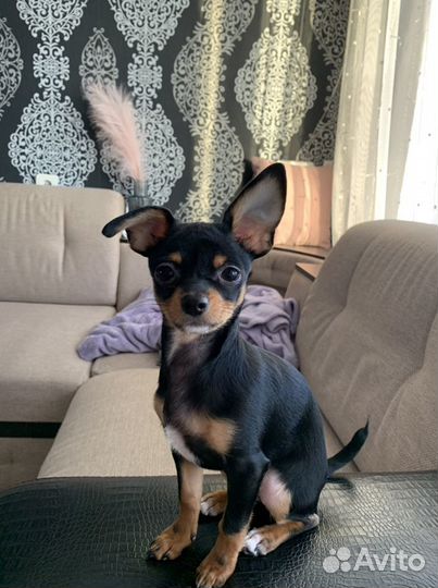 Той-терьер(вязка)