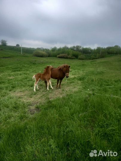 Семья шотландских пони