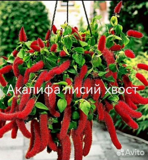 Рео и другие комнатные