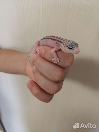 Геккон эублефар