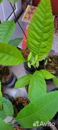 Саженцы ореха пекан