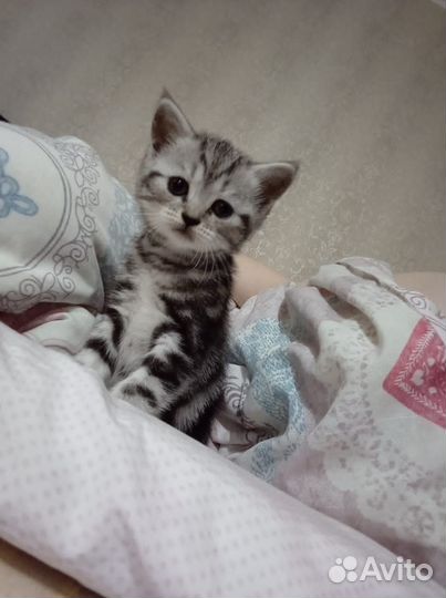 Шотландские котята