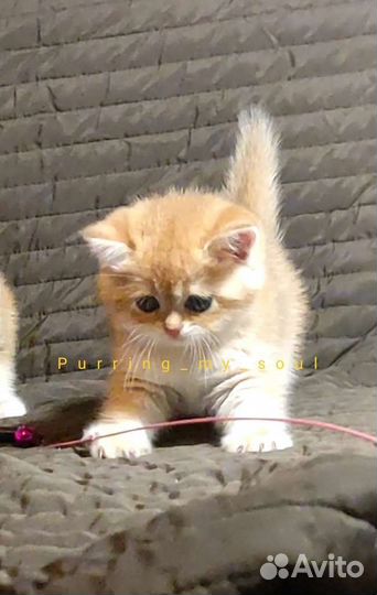 Золотая шиншилла, ny11, котенок