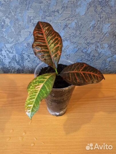 Сортовые кротоны