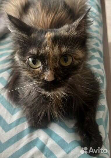 Кошка