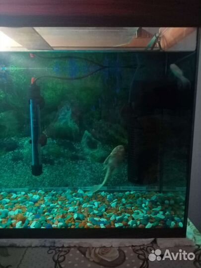Аквариум