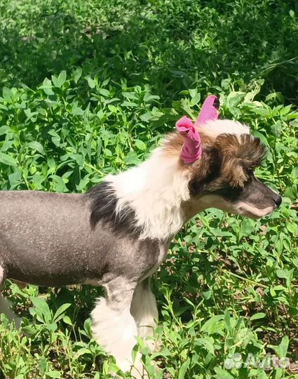 Китайская хохлатая