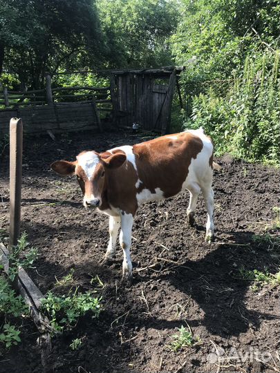 Тёлка на племя