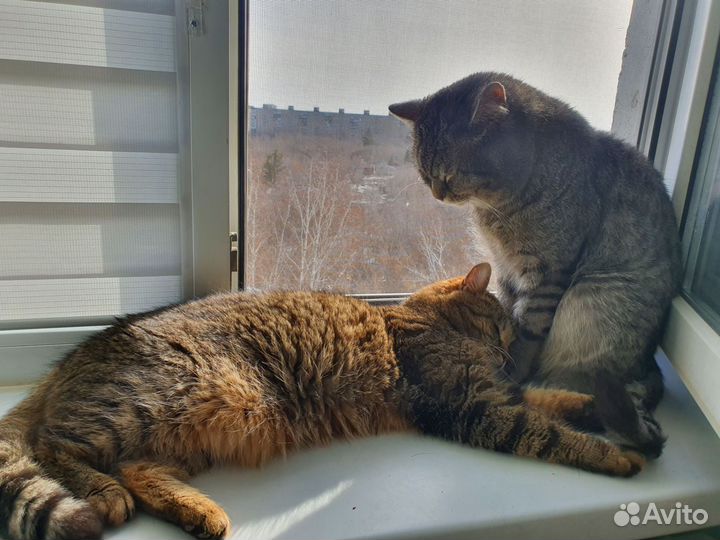 Кот в добрые руки