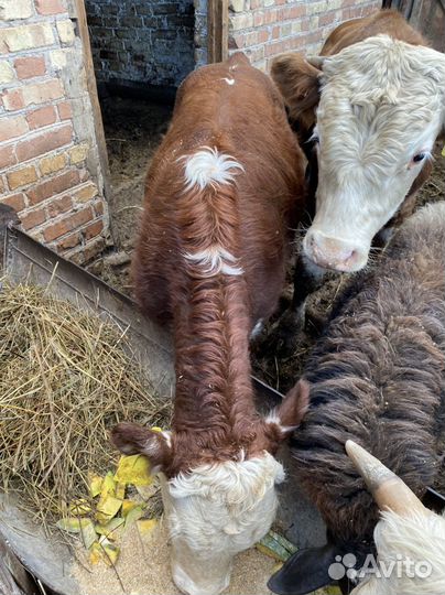 Телята бычки