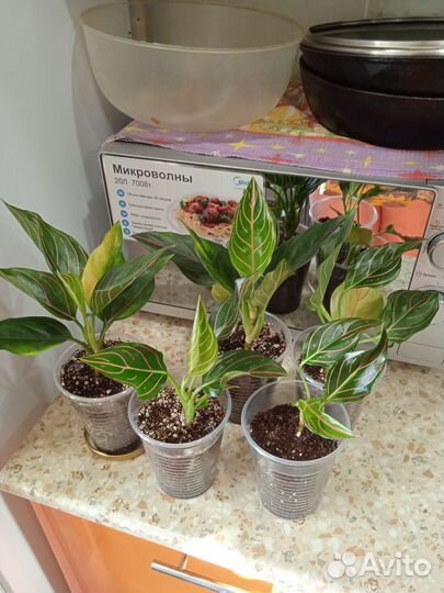 Аглаонема ротундум