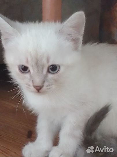 Котики в добрые руки