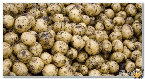 Картофель для животных