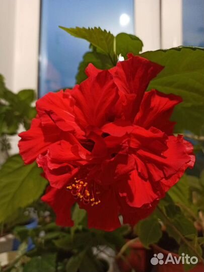 Роза Китайская