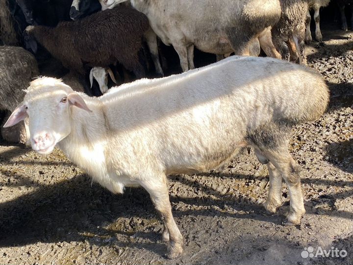 Бараны, курбан байрам, ураза байрам халяль