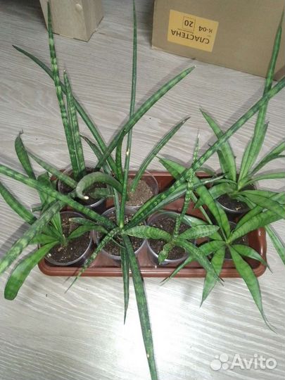 Сансевиерия