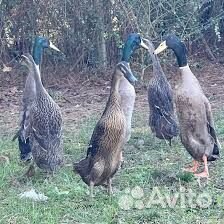 Утки индийский бегунок