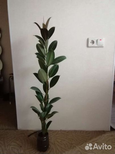 Фикус лировидный