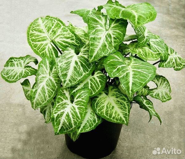 Обменяю церковные платки на цветы