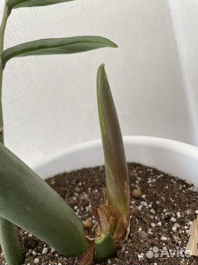 Замиокулькас