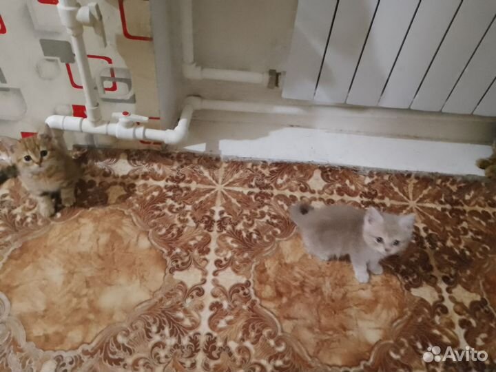 Продам британских котят