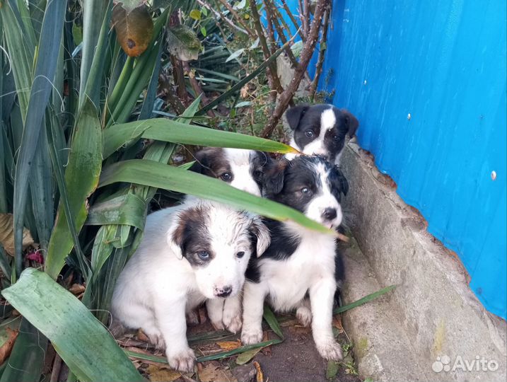 Щенки