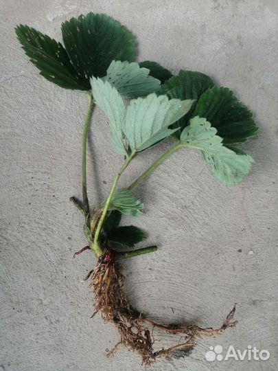 Рассада клубники: чёрный принц. скала