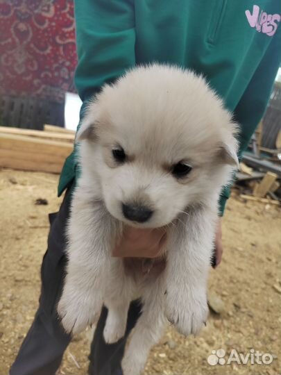 Щенки маламута