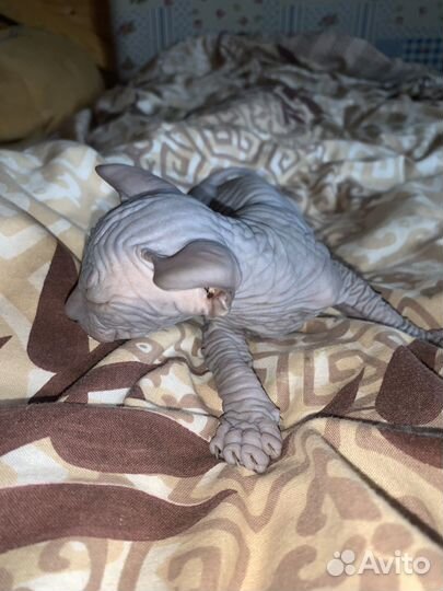 Донской сфинкс котята