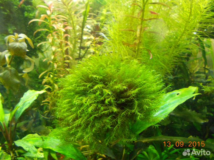 Мох Fissidens cf. fontanus 