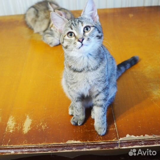 Редкая двупалая кошка Яна из приюта