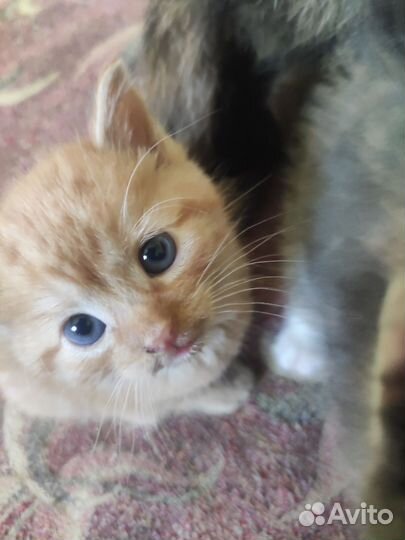 Отдам котят в добрые руки