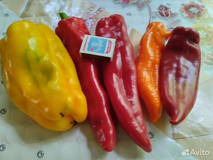 Семена сладкого перца