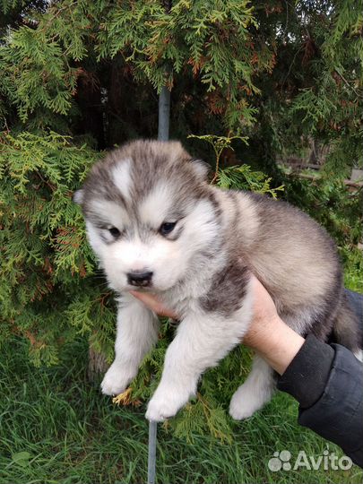 Щенки маламут