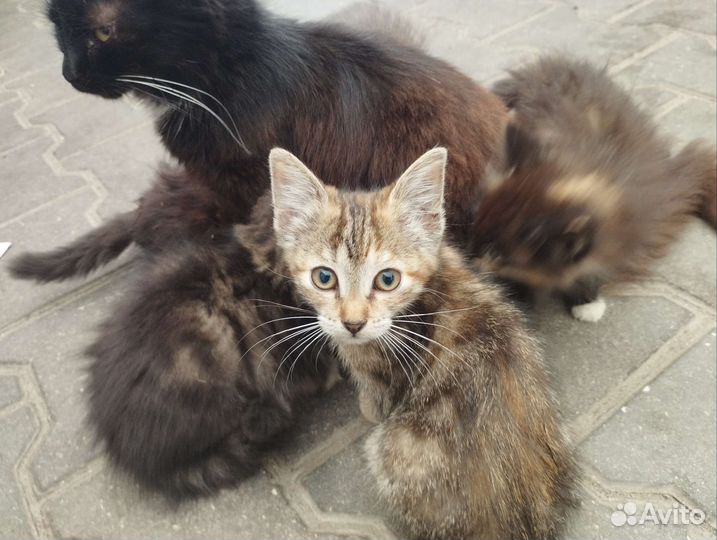 Кошки в добрые руки