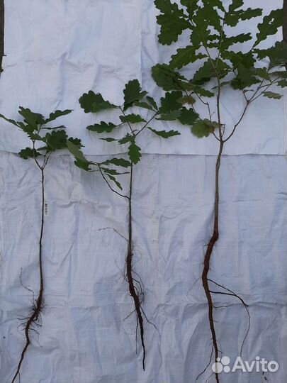 Саженцы Липа,Рябина,Дуб,Берёза