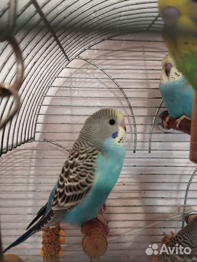 Птенцы волнистых попугайчиков