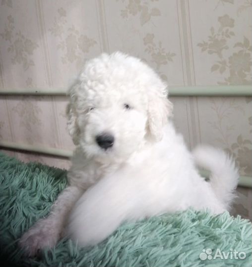 Щенки комондора дредовые беляши